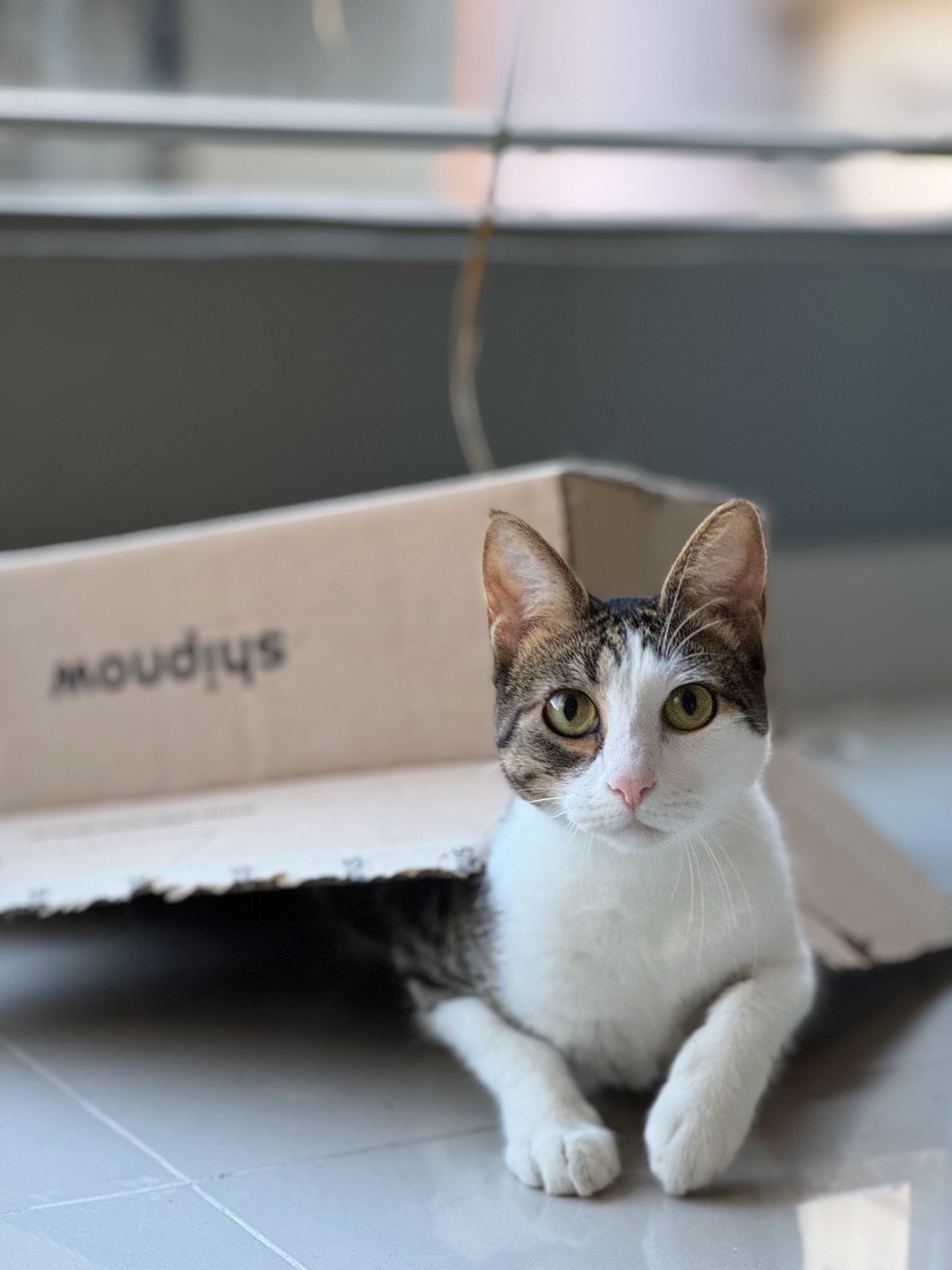 KittySitter about photo 4